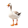 ຫ່ານ