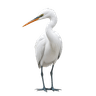 ນົກກະຍາງ