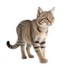 ແມວປ່າ