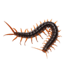 ຂິ່ເຂັບ