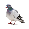 ນົກກາງແກ