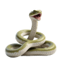 ງູ