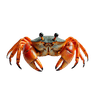 ກະປູ